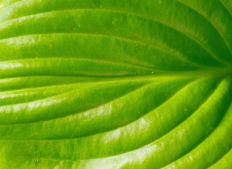 The texture of a green leaf in close-up