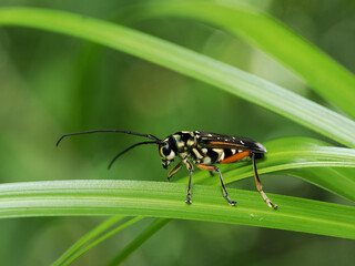 nsect from Thailand, longhorn beetle