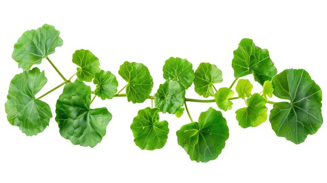 Centella asiatica plant isolated on white background