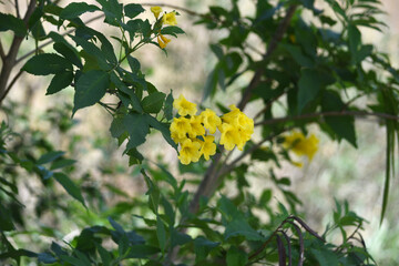 Obraz premium Yellow trumpetbush (Tecoma stans) Called Yellow bell or Yellow Elder Flower, trumpet flower, Beautiful bunch of yellow flowers closeup with green leaves Background, tecoma stans