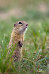 European ground squirrel (Spermophilus citellus), also known as the European souslik, a rodent frolicking in the grass. Standing and searching rodent guarding territory and group.