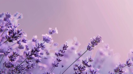 Fototapeta premium Illustrate a clean background with a solid lavender color. The design should be serene and calming, offering a soft and gentle visual experience suitable for various contexts.