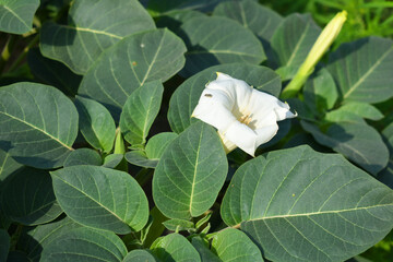 Datura or jimson weed flower closeup, Datura flower, also known as moonflower and jimson weed....