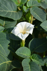 Datura or jimson weed flower closeup, Datura flower, also known as moonflower and jimson weed. Blooms in the evening and each flower only lasts for one day, White flower closeup