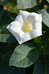 Datura or jimson weed flower closeup, Datura flower, also known as moonflower and jimson weed....