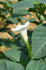 Datura or jimson weed flower closeup, Datura flower, also known as moonflower and jimson weed....