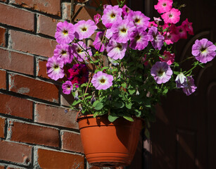 Flowerpot with pink petunia hanging on a brick wall