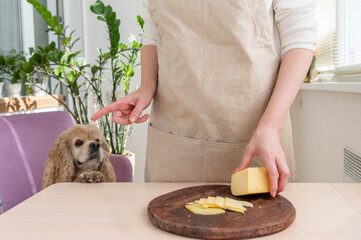 A dog begs for a piece of cheese while a woman cuts cheese.