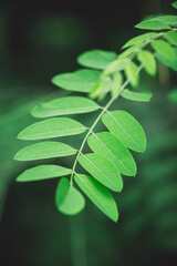Green leaves Forest close up macro stem