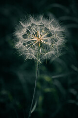 Fototapeta premium dandelion on black