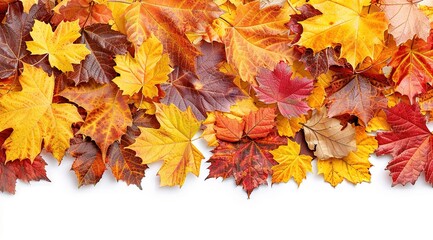 Fototapeta premium autumn leaves on white