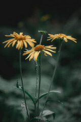 Obraz premium flower in the morning overcast rainy day