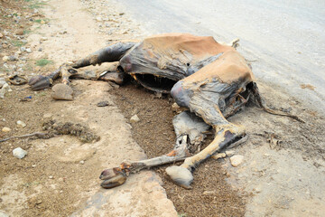 camel dead, Remains of a dead camel closeup, camel carcass with only skin and bones undergoes...