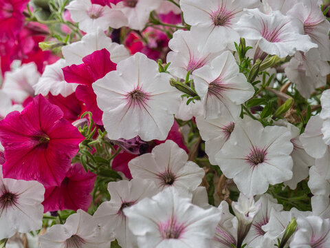 Background of white and pink petunias flowers. Petunias Supertunia Vista silverberry and Royal Magenta. Plants that can be used in window boxes or hanging baskets