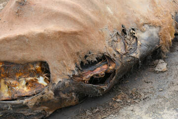 camel dead, Remains of a dead camel closeup, camel carcass with only skin and bones undergoes natural mummification beside the road in Chakwal, Punjab, Pakistan