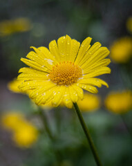 yellow daisy flower