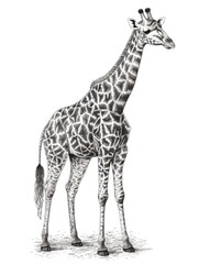 Obraz premium Black and white Vintage engraved art of a giraffe in a summer dress, isolated on white background, ink sketch illustration, simple vector art design, highly detailed line art, high contrasty