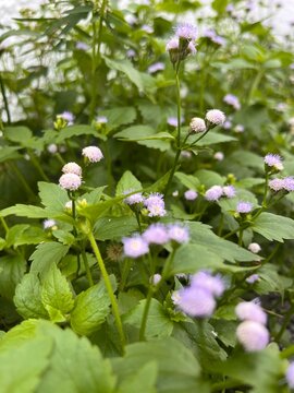 purple and white flower, whiteweed