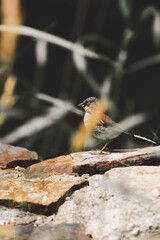 Sparrow bird sitting on rock
