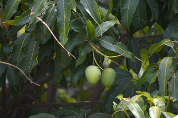 Unripe Green mangoes hanging on Branch. Fresh green mango on tree. Pakistani Mango. Bunch of Mango's. raw mango hanging on tree with leaf background in summer fruit, Chakwal, Punjab, Pakistan