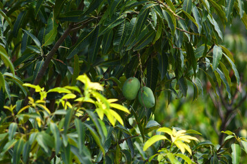 Unripe Green mangoes hanging on Branch. Fresh green mango on tree. Pakistani Mango. Bunch of Mango's. raw mango hanging on tree with leaf background in summer fruit, Chakwal, Punjab, Pakistan