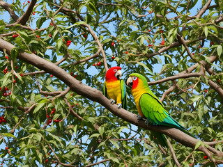 green winged macaw,Ai generated 