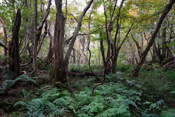 dense autumn forest with ferns and old trees