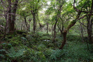 dense autumn forest with ferns and old trees
