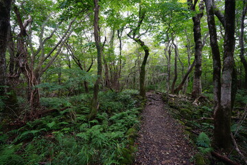 autumn pathway through ferns and old trees