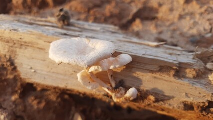 Lentinus squarrosulus is a species of fungus from the Polyporaceae family