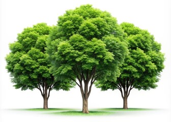 Serene isolated trees with lush green foliage stand alone against a crisp pure white background, evoking a sense of tranquility and peaceful solitude.