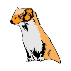 Weasel illustration design PNG