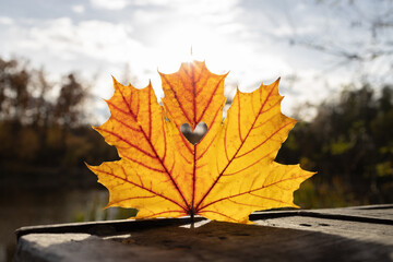 bright sunny yellow autumn maple leaf with a heart carved in it against the setting sun. Autumn...