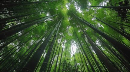 Captivating Low Angle Shot of Dense Bamboo Forest - High Fidelity Quality