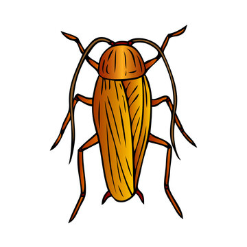 cockroach vector illustration