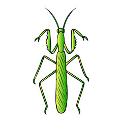 mantis vector illustration