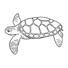 turtle outline vector illustration