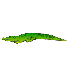 crocodile vector illustration top view images