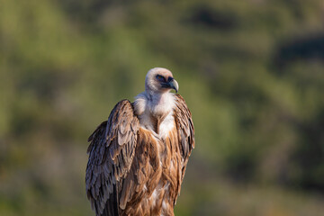 portrait of a vulture close up