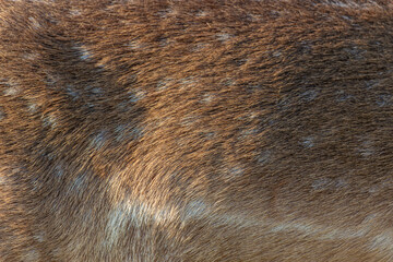 close up of a deer fur