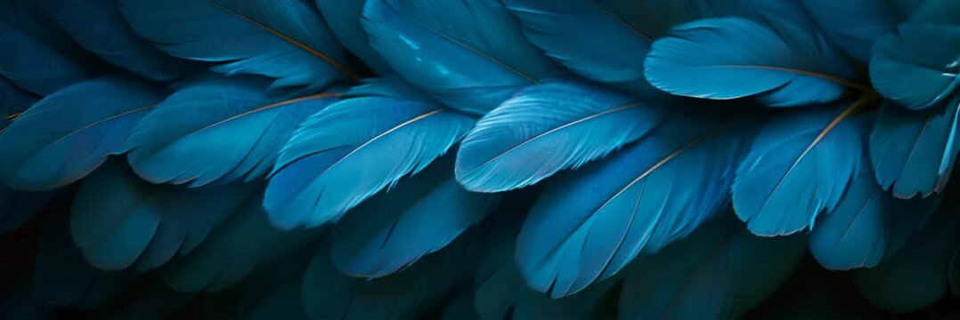 Close up of beautiful bird feathers, background.
