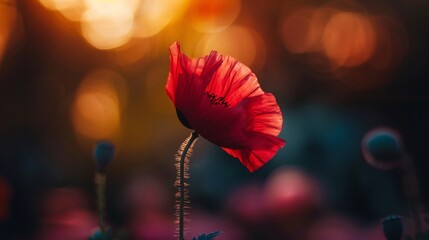 A_close-up_of_a_red_poppy_flower