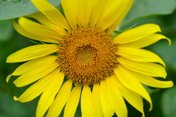 Obraz premium Sunflowers can be seen in the summer