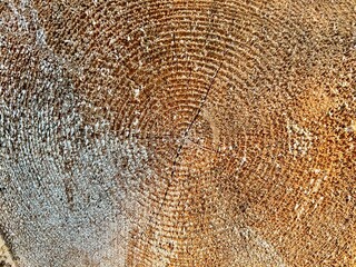 close-up cross cut of a huge tree background