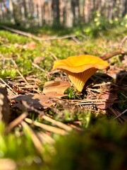 chanterelle mushrooms in the forest among the moss. concept of collecting organic mushrooms and berries