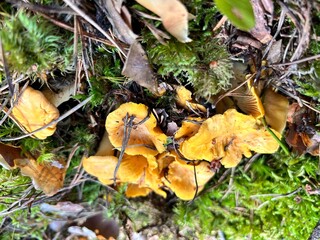 chanterelle mushrooms in the forest among the moss. concept of collecting organic mushrooms and berries