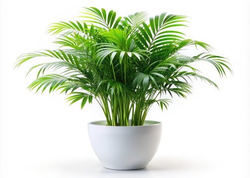 Vibrant tropical house parlor palm plant with lush green fronds and slender stem sits elegantly in modern white ceramic pot on transparent background.