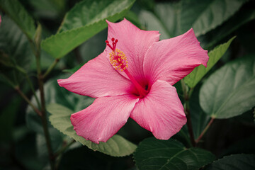 Pink hibiscus  © Hailee Fosse