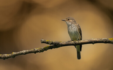 Obraz premium Grauschnäpper (Muscicapa striata)