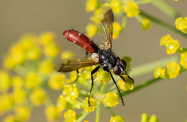 Cylindromyia close-up in nature in summer.